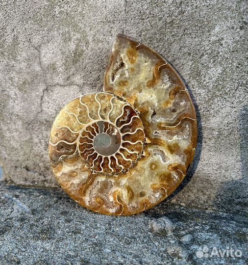 Натуральный аммонит с Мадагаскара