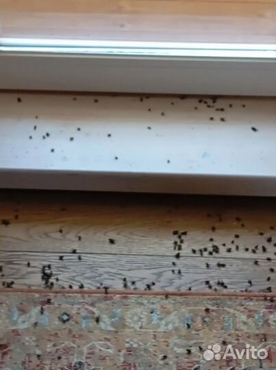 Уничтожение тараканов клопов Дезинфекция