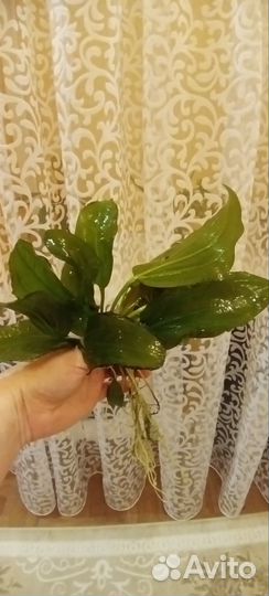 Эхинодорус