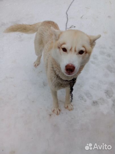 Сибирский хаски