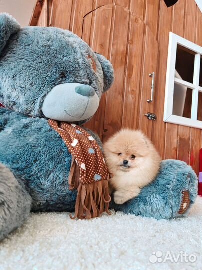 Померанский шпиц люксовая девочка медвежонок