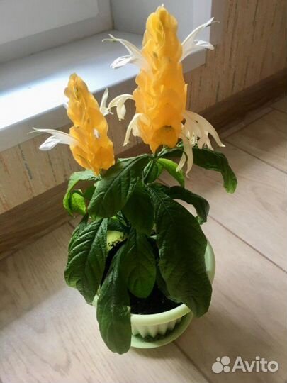 Пахистахис