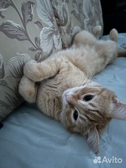 Отдам кошку в добрые руки