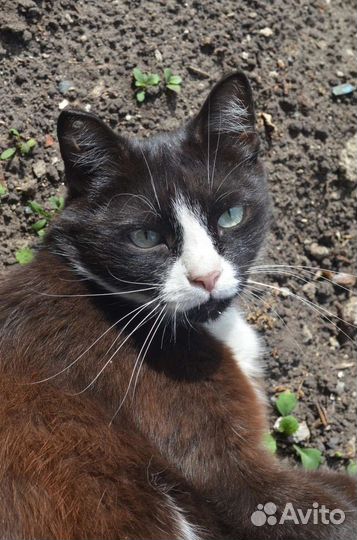 Кошки в добрые руки