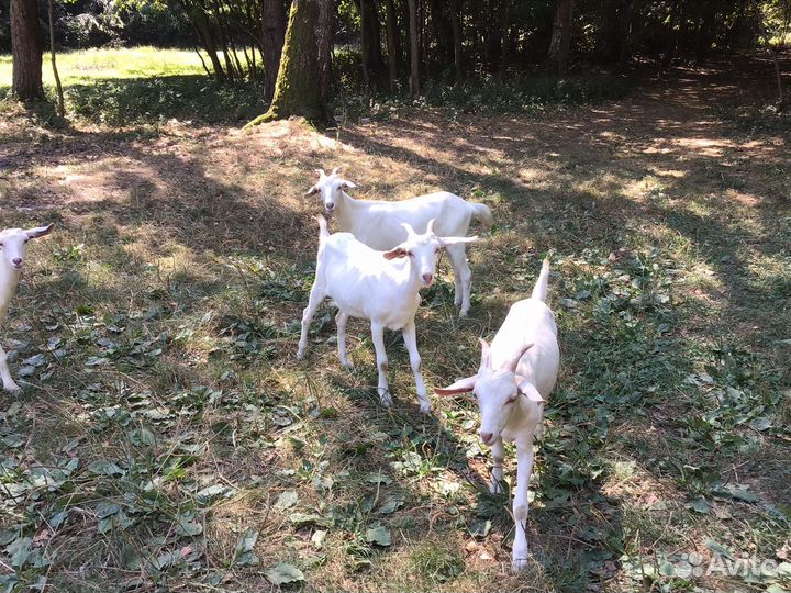 Козлята