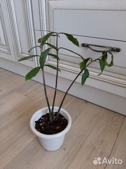 Замиокулькас