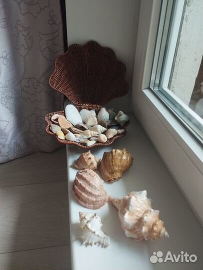 Морские ракушки