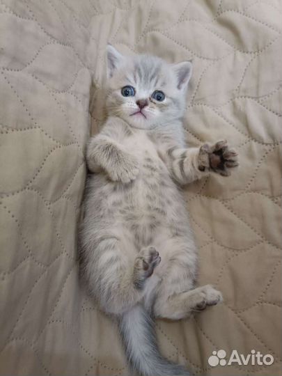 Шотландские котята девочки