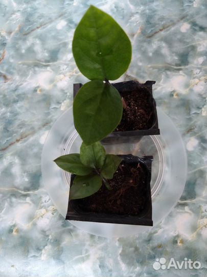 Замиокулькас