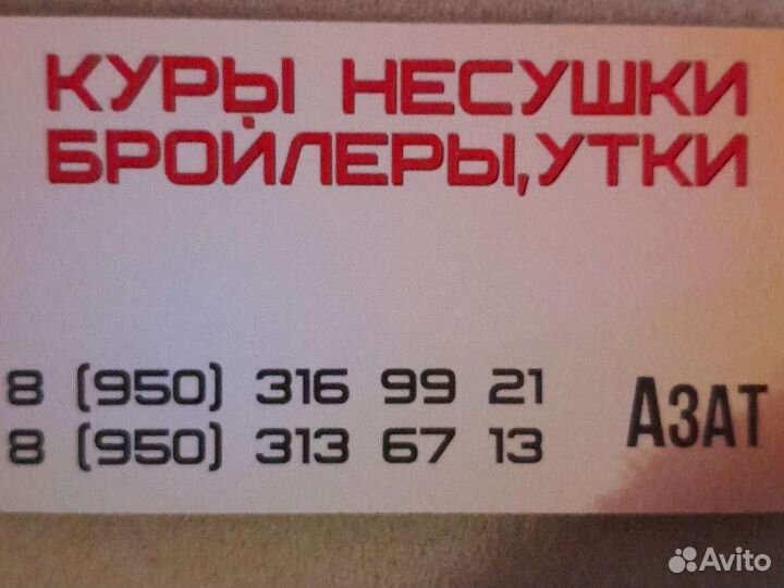 Куры молодки