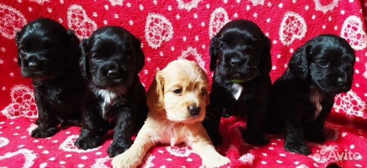 Кокер спаниель