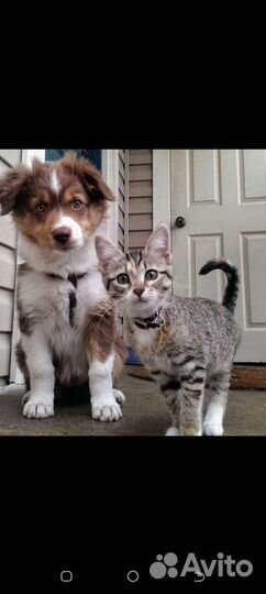 Передержка домашних животных