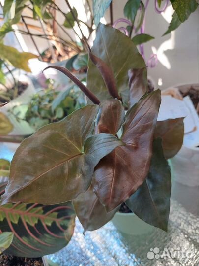 Сингониумы сортовые