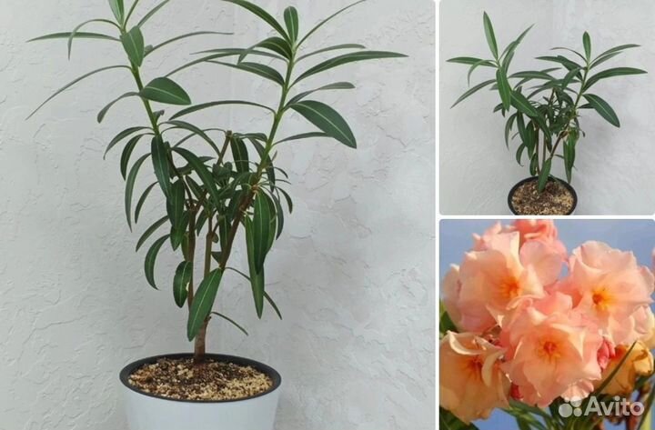 Олеандр махровый персиковый и белый