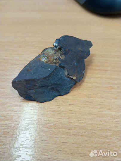 Орех окаминевший