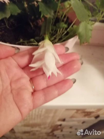 Шлюмбергера