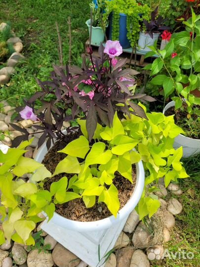 Эпомея сортовая