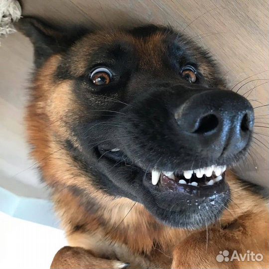 Вязка. Кобель