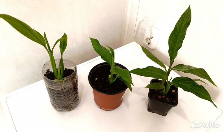 Спатифиллум цветок Женское счастье