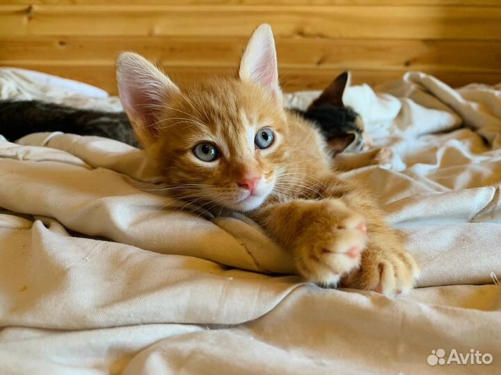 Котята в добрые руки даром