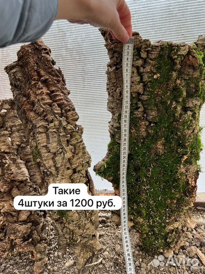 Кора пробкового дуба