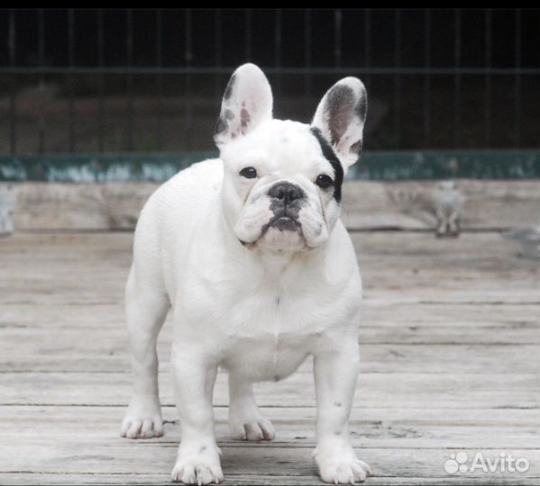 Щенок французского бульдога, мальчик, Клуб
