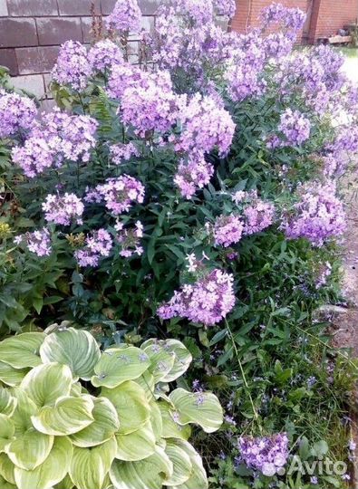 Многолетние цветы в сад