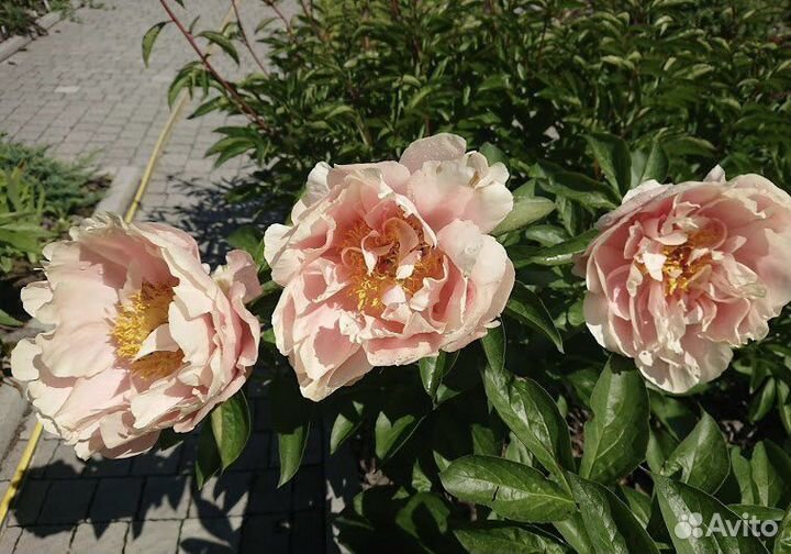 Корни.пион.саженцы.делянки