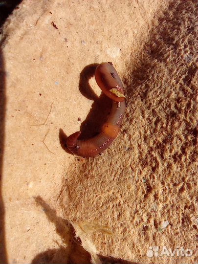 Владимирский старатель