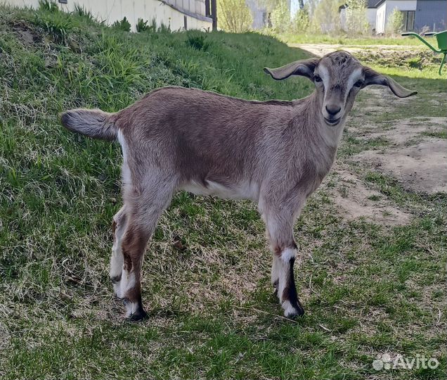 Нубийская козочка