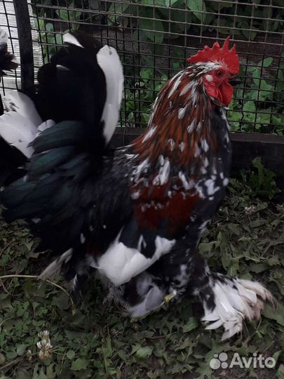 Петух породы бентамка