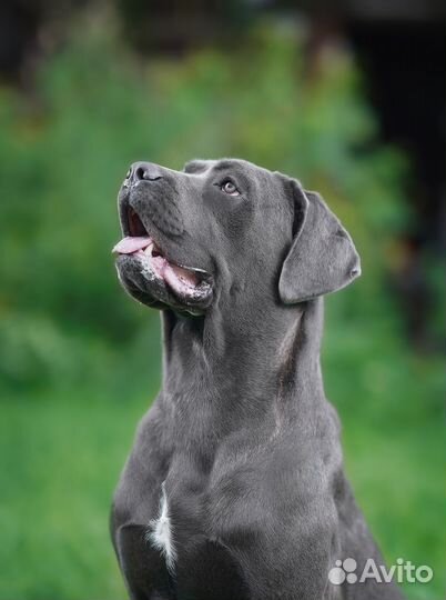 Девочка кане корсо