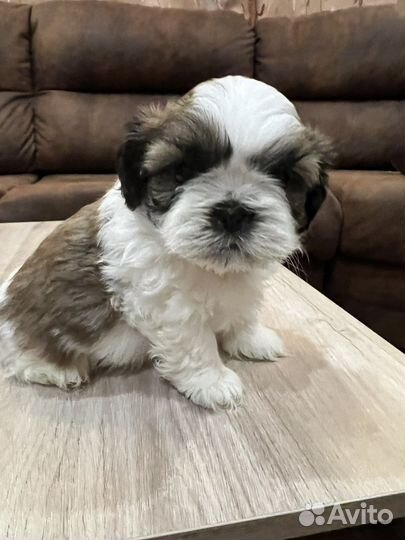 Щенки ши-тцу