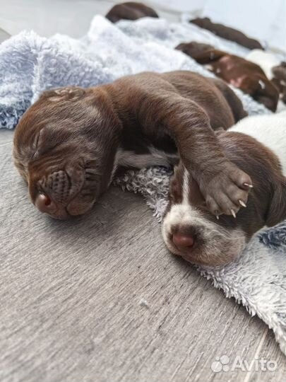 Щенки курцхаара