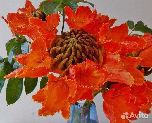 Спатодея семена