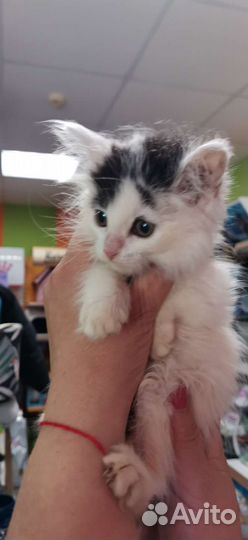 Котенок девочка пушистая 1.5мес