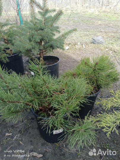 Саженцы хвойных