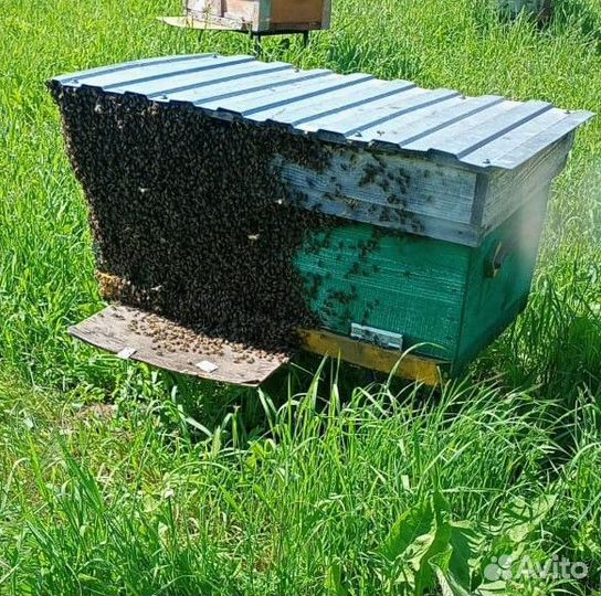 Пчелосемьи