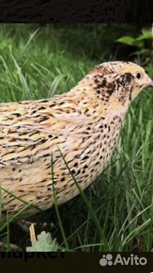 Яйца инкубационные, перепелинные