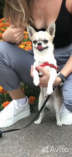 Вязка чихуахуа мальчик