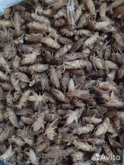 Кормовые насекомые