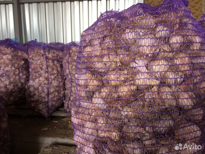 Чеснок товарный