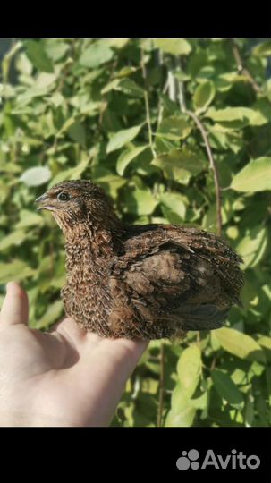 Несушки перепелов