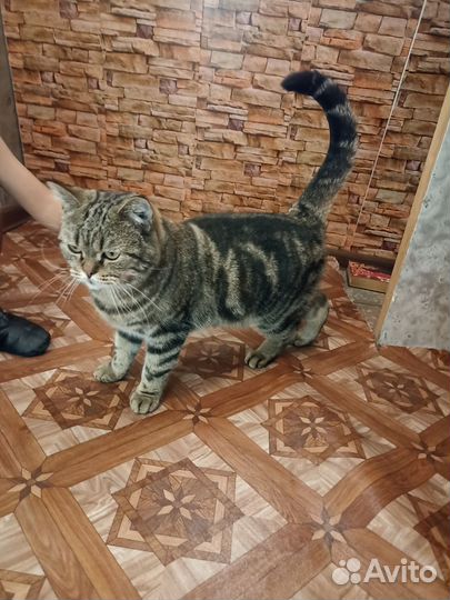 Бенгальская кошка