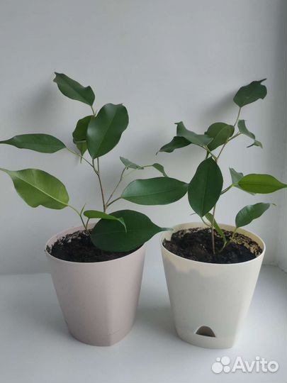 Фикус бенджамина