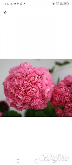 Пеларгония