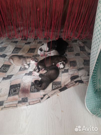 Щенки хаски от Аки Ко