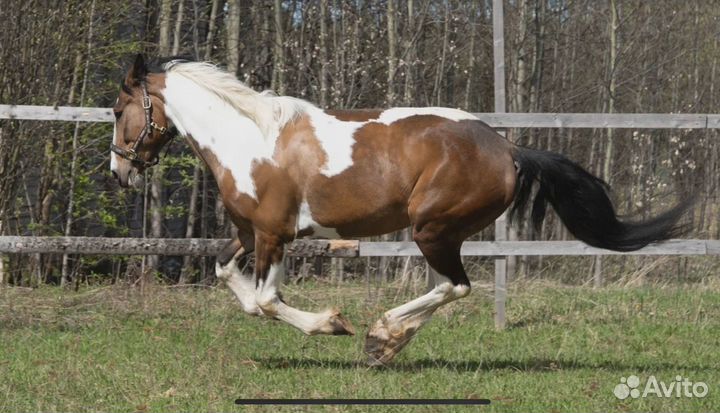 Спортивные лошади