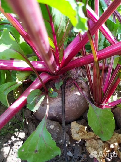 Свекла свежая с грядки - крупная