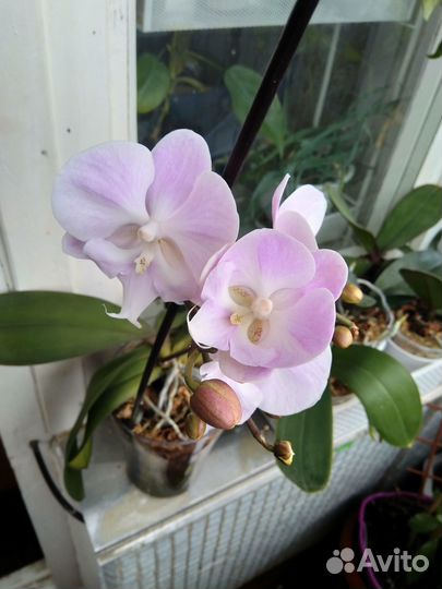 Фаленопсис биг лип